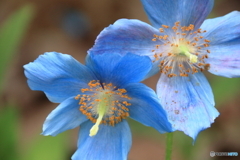 箱根湿性花園④