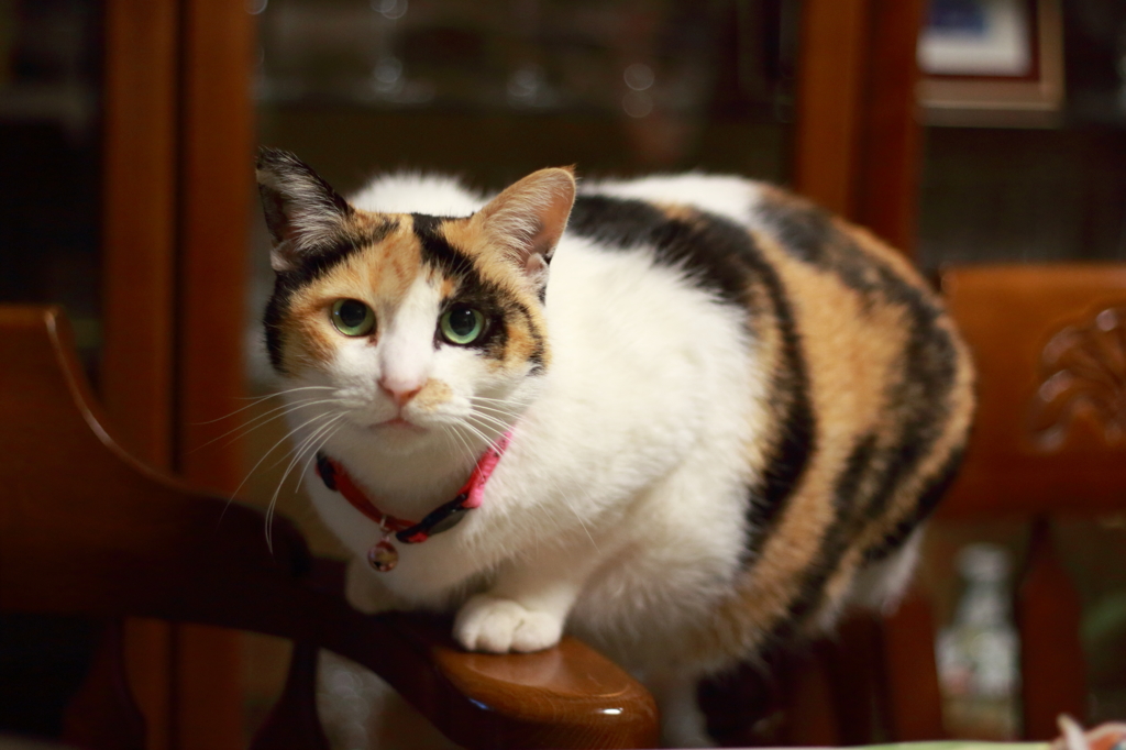 確かにお腹はたるんでますが、なにか？