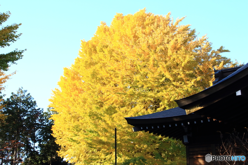 亀ヶ池八幡宮の大銀杏１