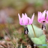 紫かたくりの花