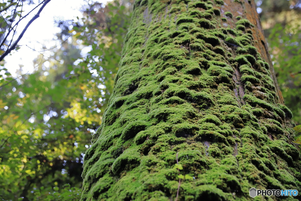 苔むす樹木
