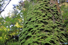 苔むす樹木