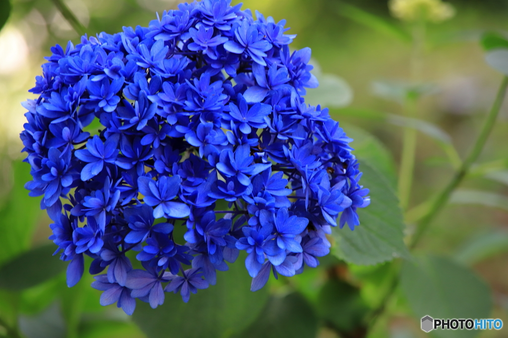 山あじさい④
