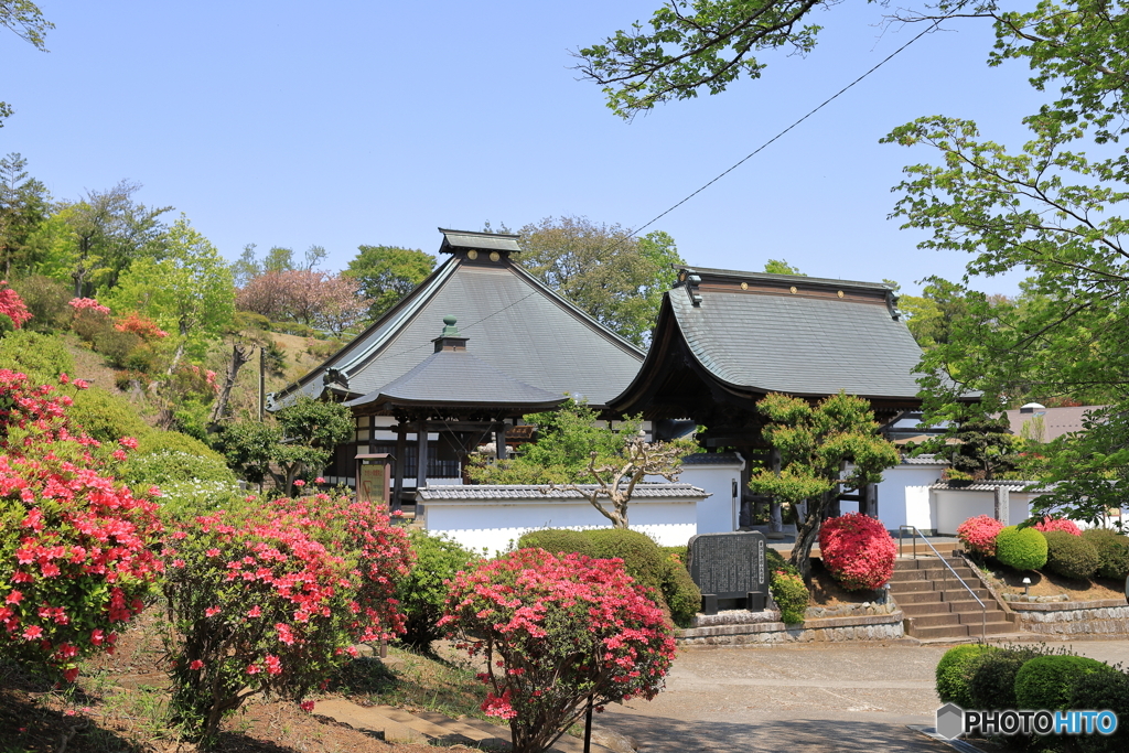 躑躅咲く寺