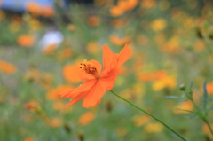 小さな花２