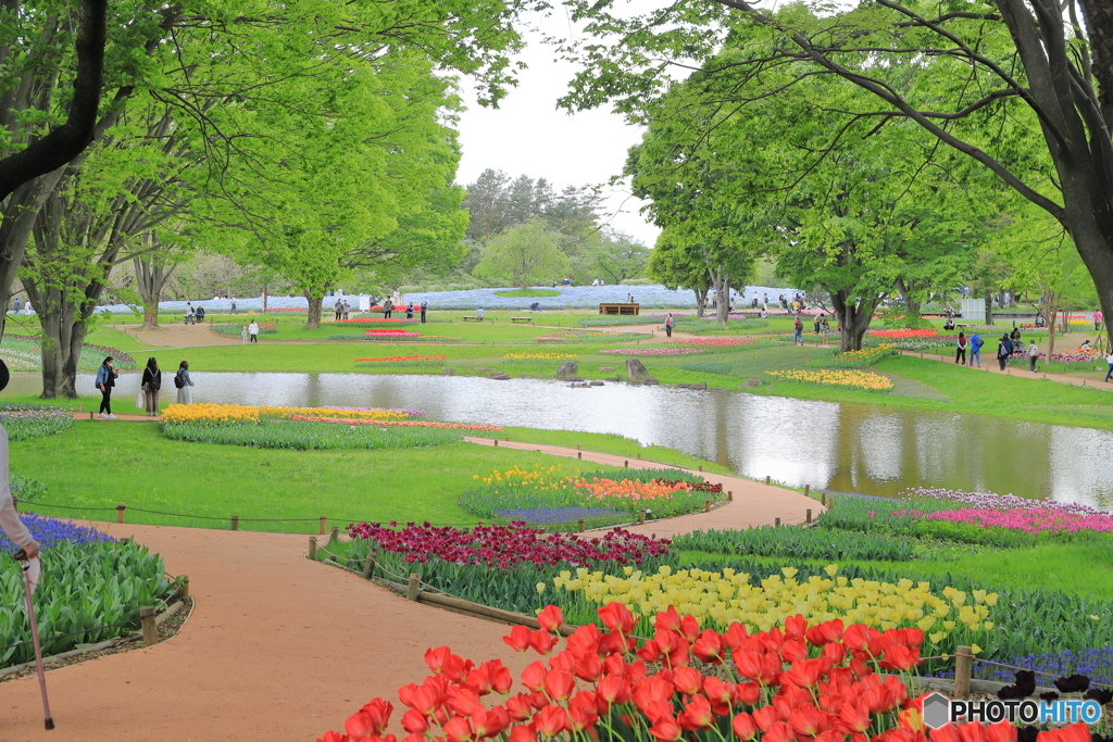 昭和記念公園にて⑦～チューリップからの