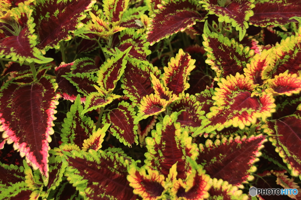 はっぱー珍しかったので