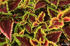 はっぱー珍しかったので