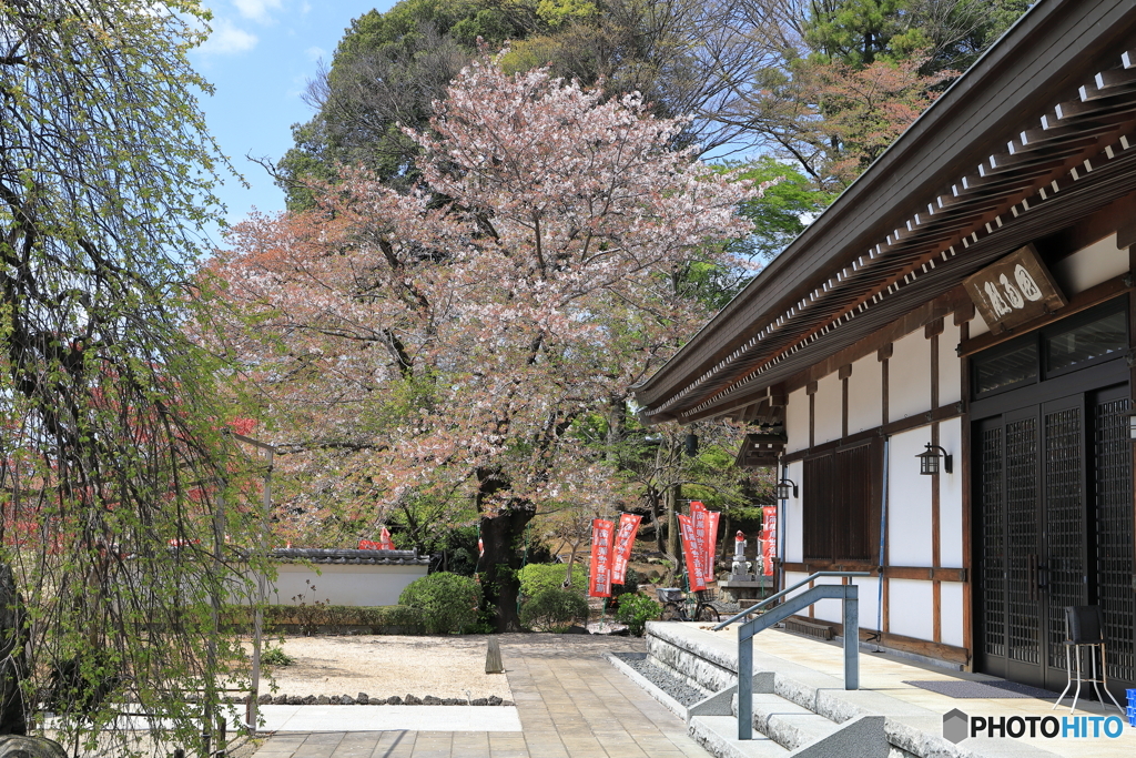 桜散る②