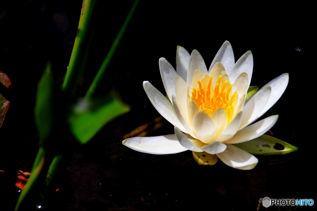 箱根湿性花園②