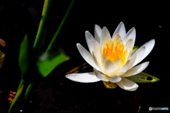 箱根湿性花園②
