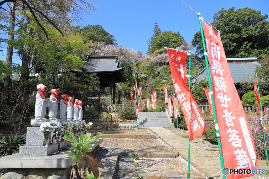 桜散る①