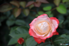 すてきな薔薇①