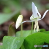 白かたくりの花