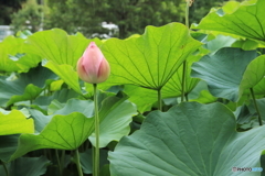 薬師池公園にて（小雨）