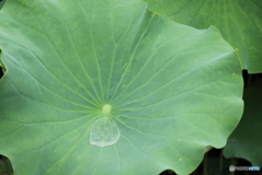 薬師池公園にて（小雨）