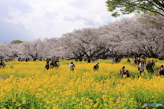 桜満開②