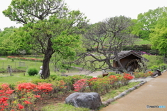 昭和記念公園にて⑤～里の春