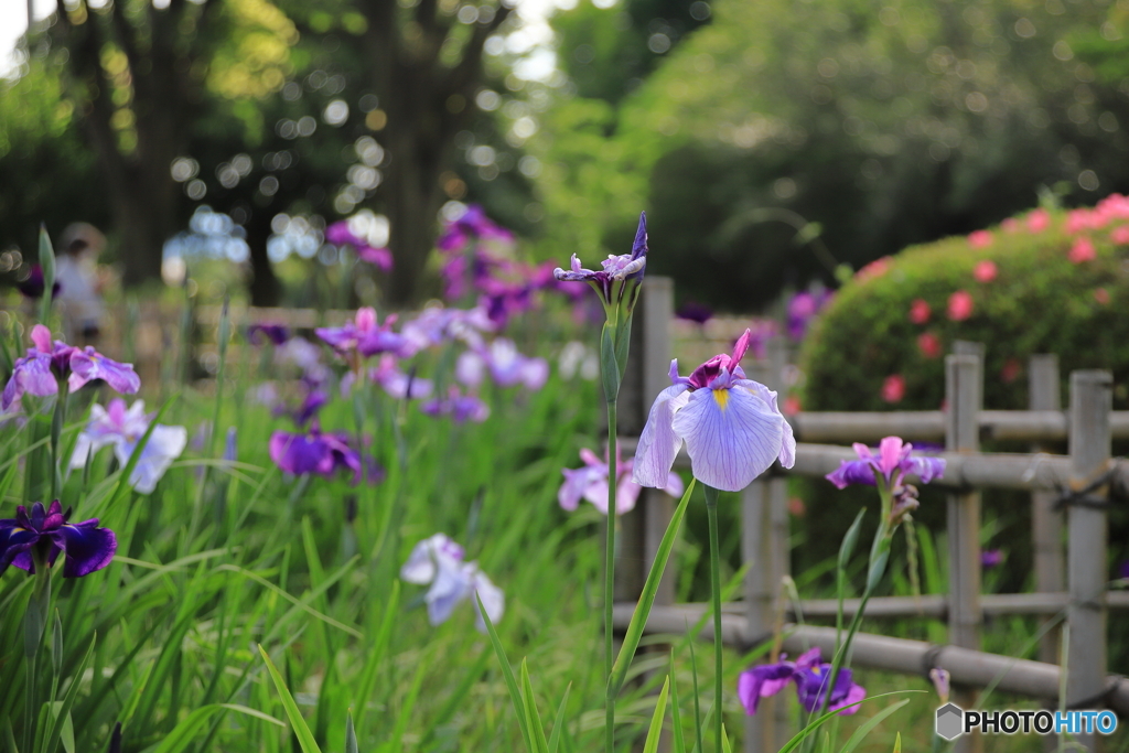 菖蒲②