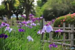 菖蒲②