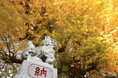 亀ヶ池八幡宮の大銀杏４