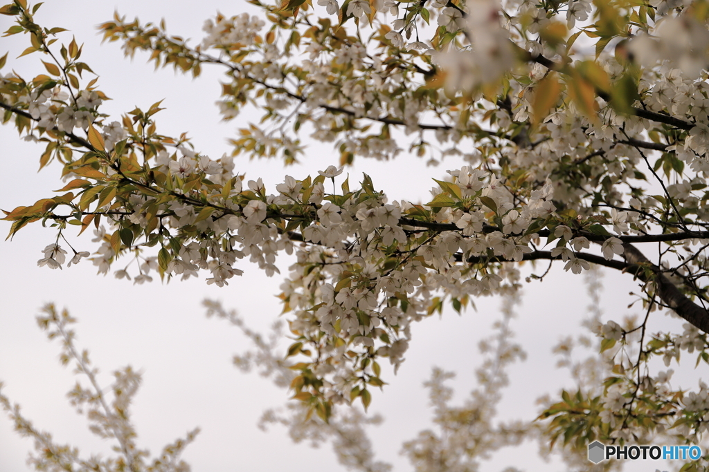 奥多摩の山桜③