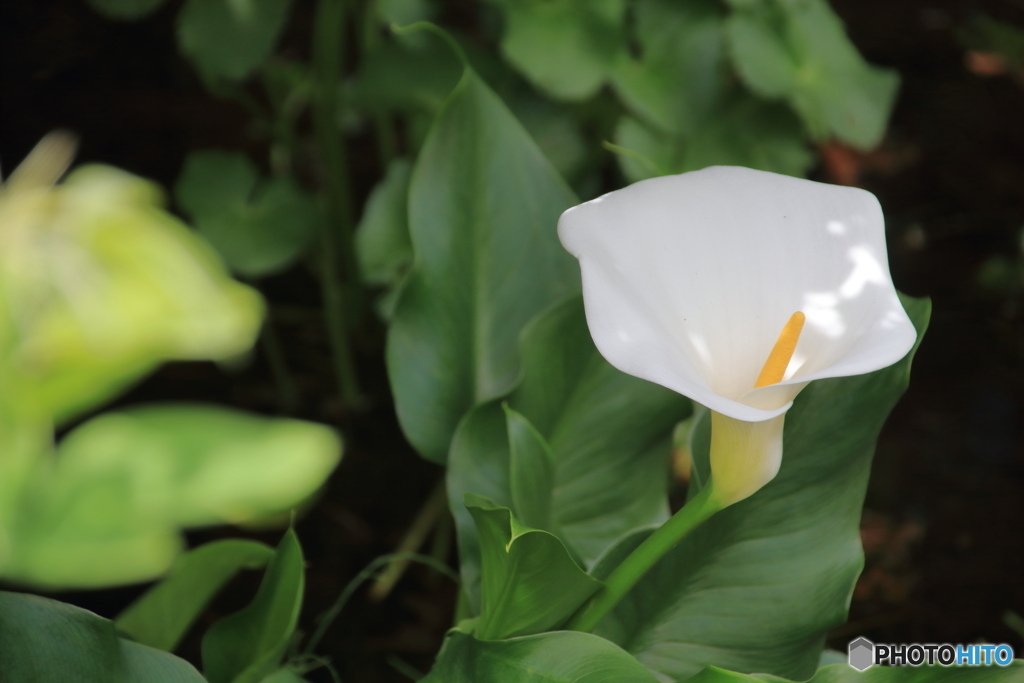 箱根湿性花園⑤