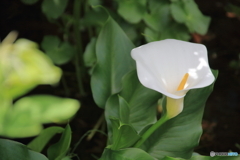 箱根湿性花園⑤