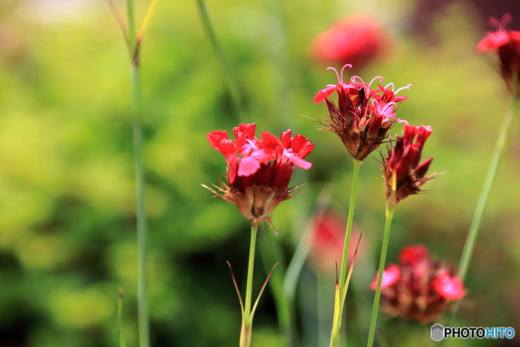 箱根湿性花園①
