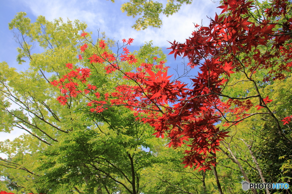 箱根湿性花園⑥