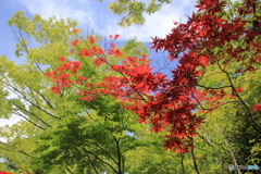 箱根湿性花園⑥
