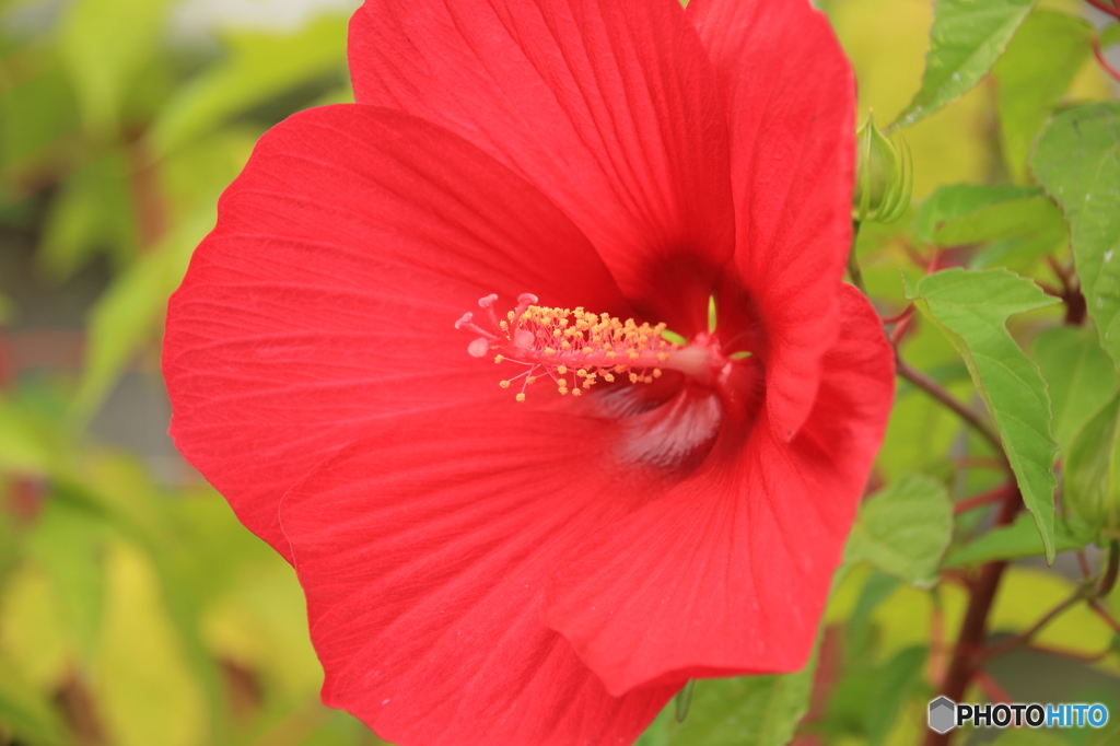 花（３）－相模原公園