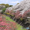 桜満開①