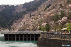 奥多摩の山桜①