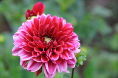 小さな花３