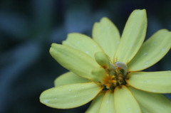 雨粒