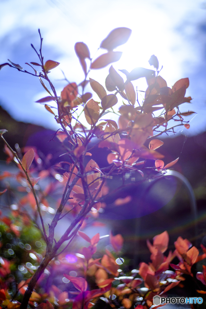 小さく紅葉