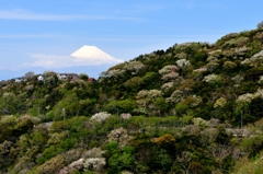 _DSC0410