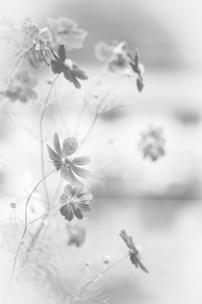 _DSF4831-1