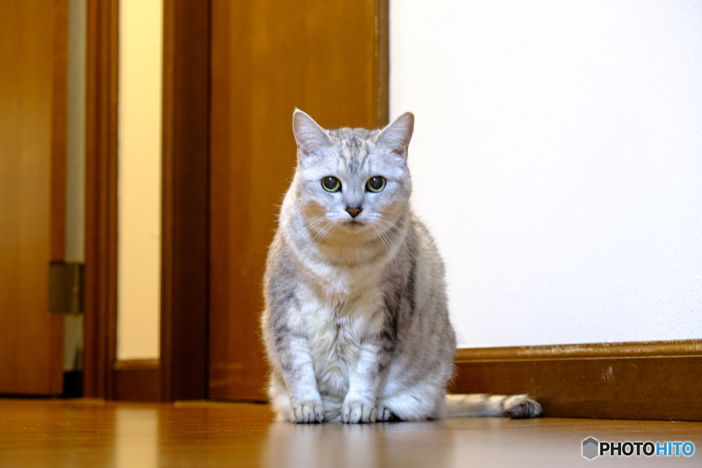 いちこ♀18歳