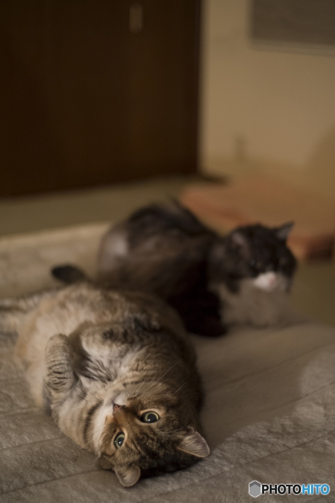 Nyan子