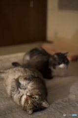 Nyan子