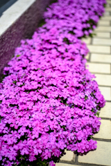 DSCF2889