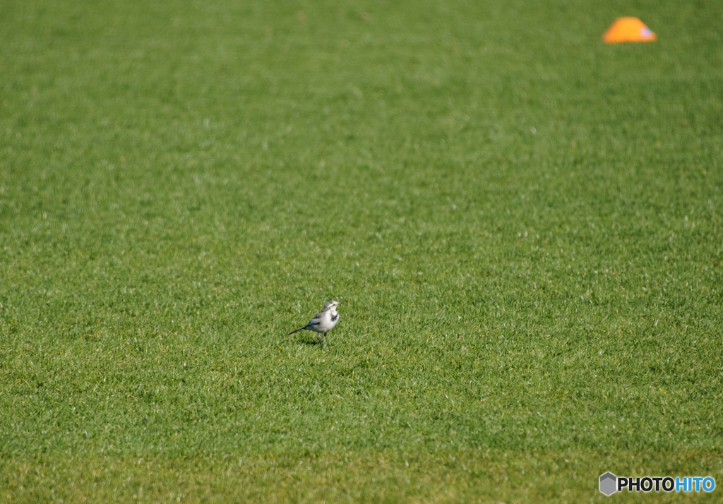 A Bird