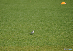 A Bird