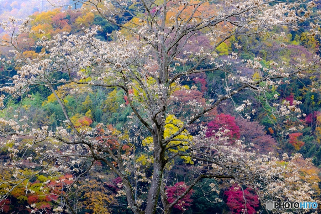Tanzawa view