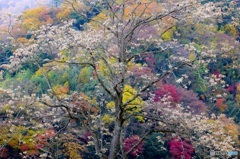 Tanzawa view