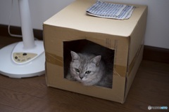 フッコちゃん。