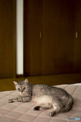 キナコ