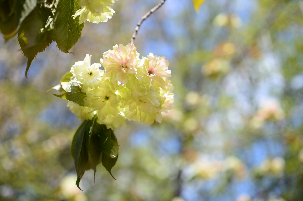 鬱金桜